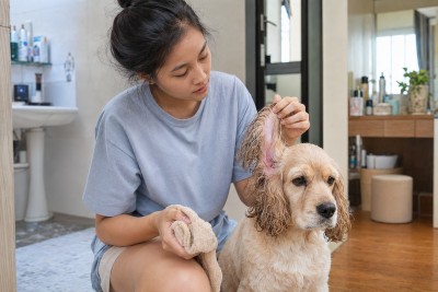 Chủ nuôi kiểm tra phần tai ngoài còn hơi ẩm của chó Cocker Spaniel sau khi tắm.