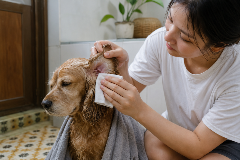 Chủ nuôi dùng gạc mềm thấm nhẹ mặt trong vành tai chó sau khi tắm.