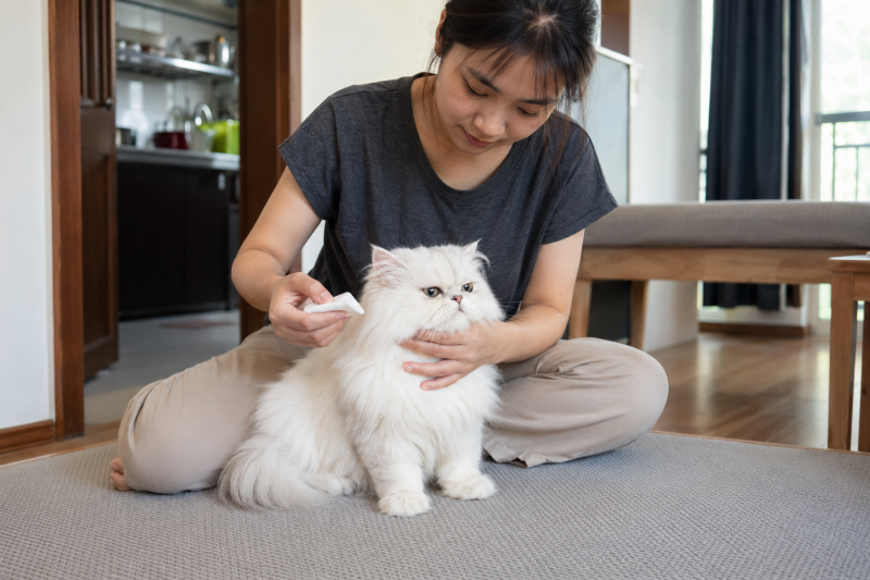 Chủ nuôi đỡ nhẹ mèo Ba Tư trong tư thế thoải mái trước khi lau mắt.