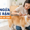 Chó bị ngứa do ve rận phải làm sao? Cách xử lý an toàn tại nhà