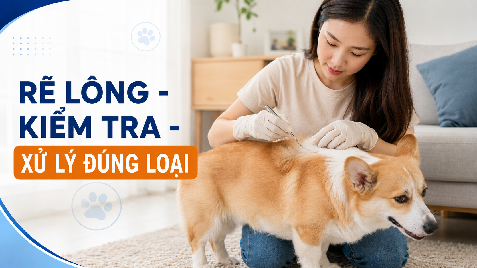 Chủ nuôi rẽ lông chó để kiểm tra ngoại ký sinh như ve hoặc bọ chét trước khi xử lý.