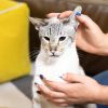 Tai mèo chỉ có ráy nhẹ có cần dùng dung dịch vệ sinh không?