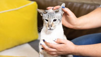 kiểm tra tai mèo khỏe mạnh có một ít ráy trước khi quyết định dùng dung dịch vệ sinh.