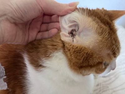 Tai mèo khỏe, khô và không có dấu hiệu đỏ hoặc sưng.