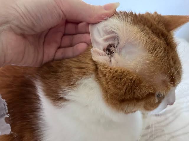 Tai mèo khỏe, khô và không có dấu hiệu đỏ hoặc sưng.