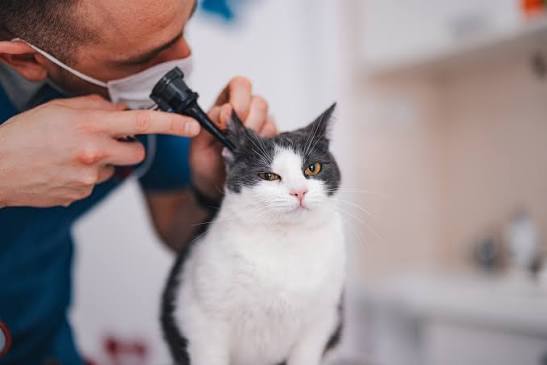 Bác sĩ thú y kiểm tra tai mèo có dấu hiệu đỏ hoặc khó chịu.