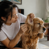 Dung dịch vệ sinh tai cho chó tai cụp: khi nào nên dùng, khi nào không?