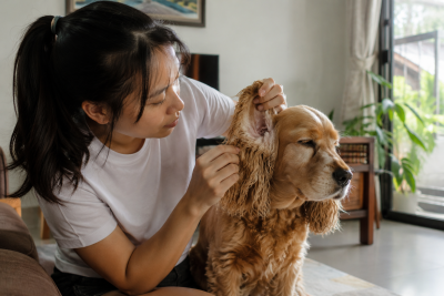 Chủ nuôi kiểm tra nhẹ phần tai ngoài của chó tai cụp trong nhà