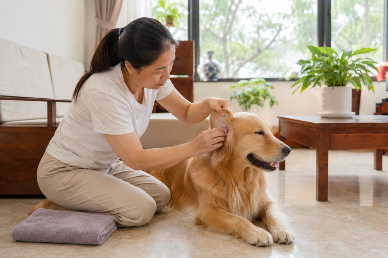 Chủ nuôi quan sát tai chó tai cụp một cách bình tĩnh để theo dõi tình trạng.