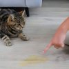 Cách khử mùi nước tiểu mèo trên sàn nhà mà không làm mùi lan rộng