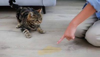 Chủ nuôi phát hiện mèo đi tiểu ra sàn nhà.