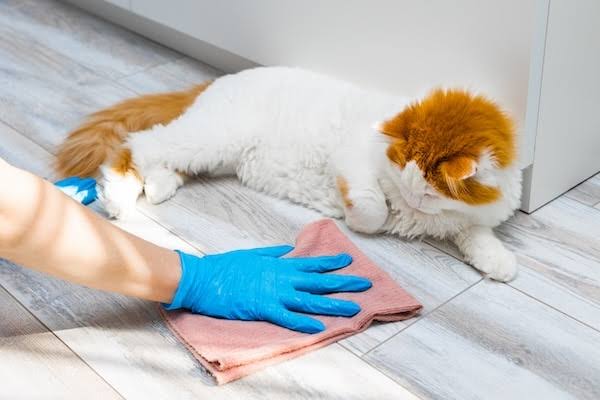Người nuôi dùng giấy thấm phần nước tiểu còn trên sàn.