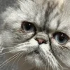 Mèo Ba Tư chảy nước mắt một bên có bình thường không?