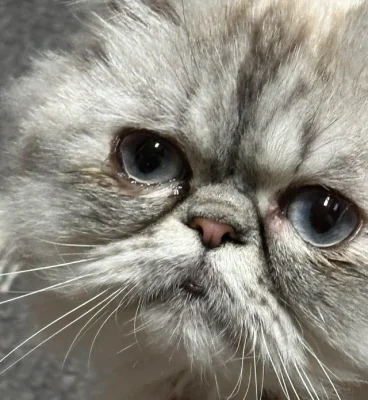 Mèo Ba Tư có một bên mắt ướt rõ hơn bên còn lại.