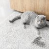 Mèo đi tiểu ngoài khay phải làm sao?