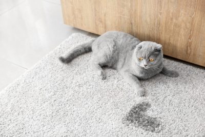Mèo đi tiểu ngoài khay có thể liên quan đến sức khỏe, môi trường sống, đừng vội đánh đồng là bé hư.