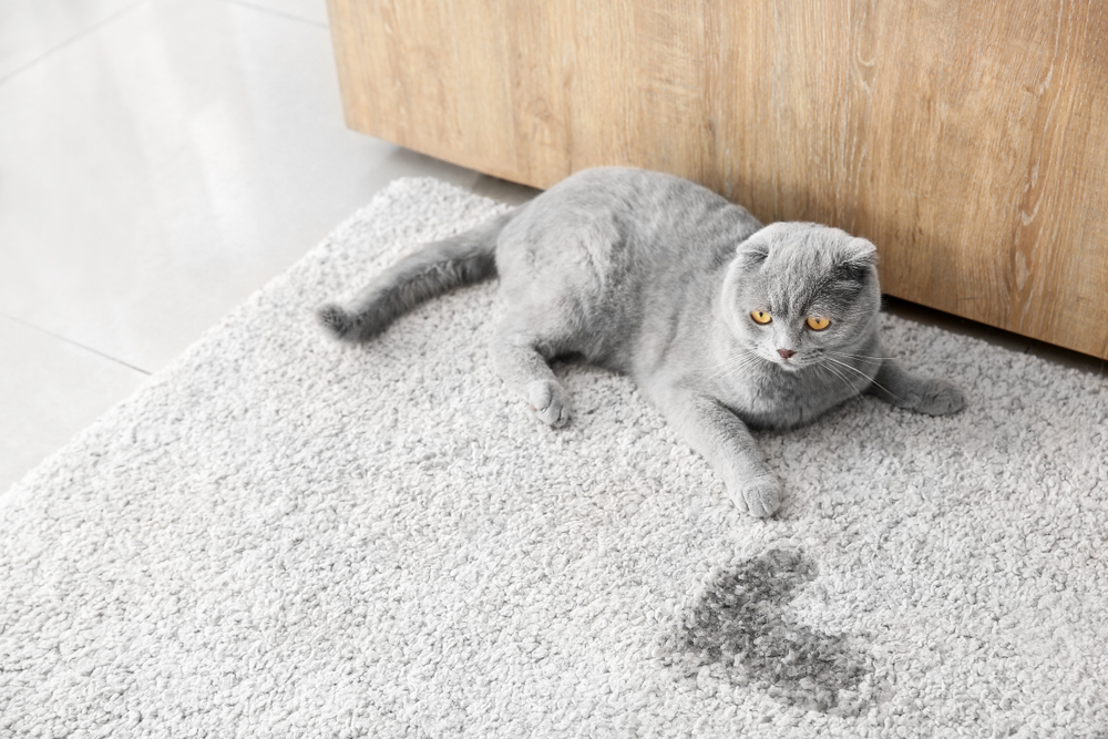 Mèo đi tiểu ngoài khay có thể liên quan đến sức khỏe, môi trường sống, đừng vội đánh đồng là bé hư.
