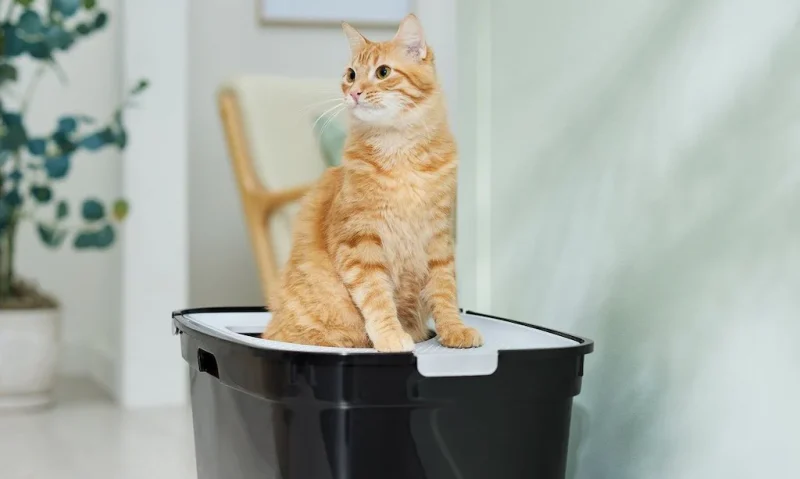 Các khay cát mở được đặt ở những vị trí riêng biệt và dễ tiếp cận.