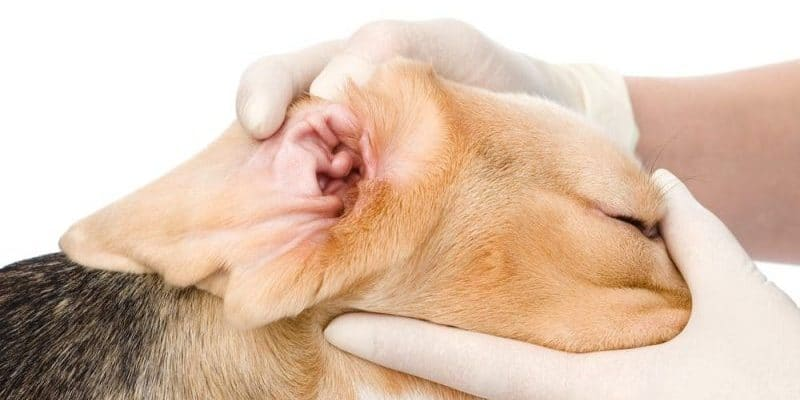 kiểm tra các dấu hiệu bất thường ở tai chó mèo trước khi tự dùng sản phẩm.