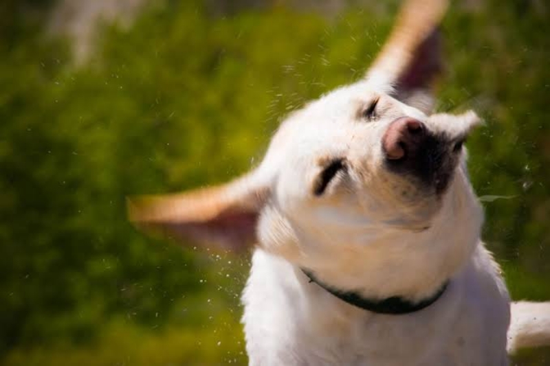 Chó gãi tai hoặc lắc đầu nhiều do khó chịu vùng tai.