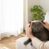 Tai mèo bị nóng có sao không? Cách quan sát và khi nào cần kiểm tra