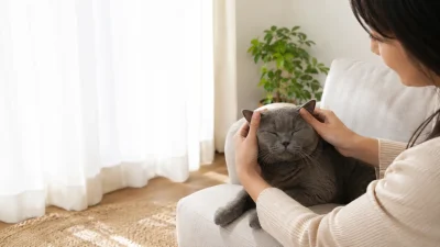 Chủ nuôi quan sát hai vành tai và toàn trạng của mèo Anh lông ngắn trong phòng khách.