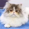 Vệt nâu dưới mắt mèo Ba Tư là bẩn hay màu đã bám trên lông?