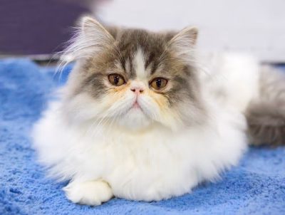 Mèo Ba Tư có vệt nâu ở phần lông dưới mắt.