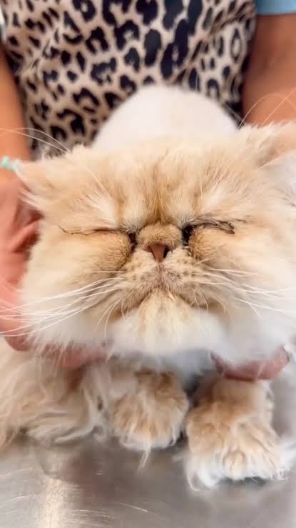 Mèo nheo mắt và có biểu hiện khó chịu.