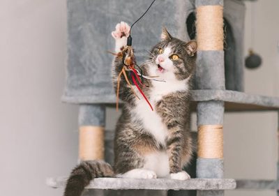 Mèo khỏe mạnh vui chơi trong môi trường sống trong nhà