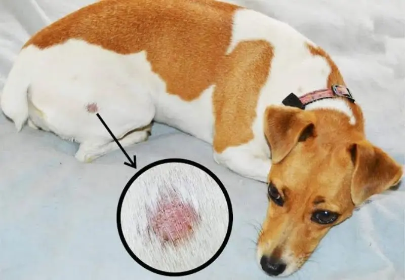 Mảng rụng lông và vảy có thể gợi ý nấm nhưng vẫn cần kiểm tra xác nhận.