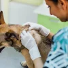 Người nuôi nhẹ nhàng rẽ lông để kiểm tra vùng da của chó.