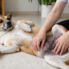 Chủ nuôi kiểm tra vùng da bụng bị thâm đen ở chó