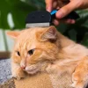 Kiểm tra lông mèo bằng lược khi nghi có bọ chét