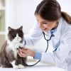 Bác sĩ thú y kiểm tra sức khỏe mèo khi cần đánh giá FIV