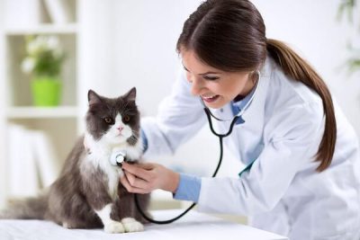 Bác sĩ thú y kiểm tra sức khỏe mèo khi cần đánh giá FIV