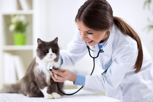 Bác sĩ thú y kiểm tra sức khỏe mèo khi cần đánh giá FIV