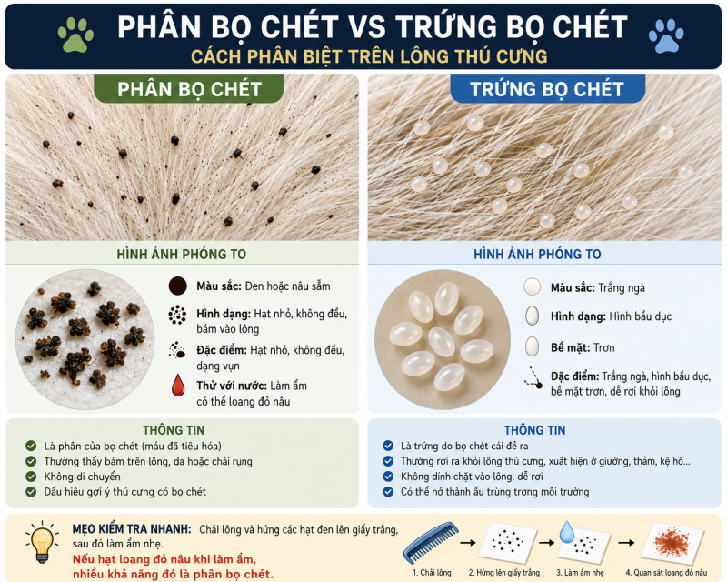So sánh phân bọ chét và trứng bọ chét trên lông thú cưng