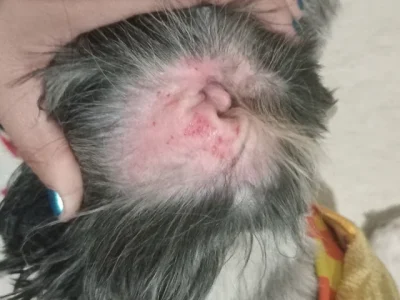 Chủ nuôi kiểm tra mặt trong vành tai chó bị đỏ sau buổi grooming.