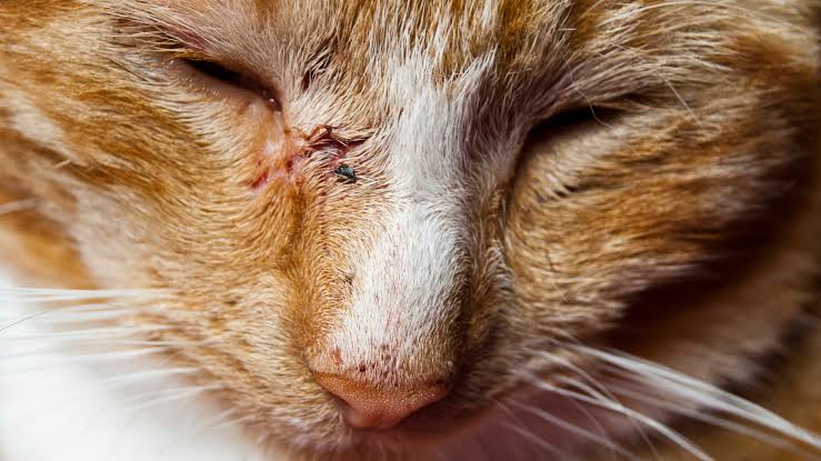 Vết thương ở mặt mèo sau xung đột có thể làm tăng nguy cơ lây FIV