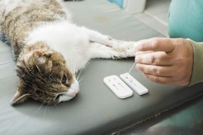Xét nghiệm FIV cho mèo tại cơ sở thú y